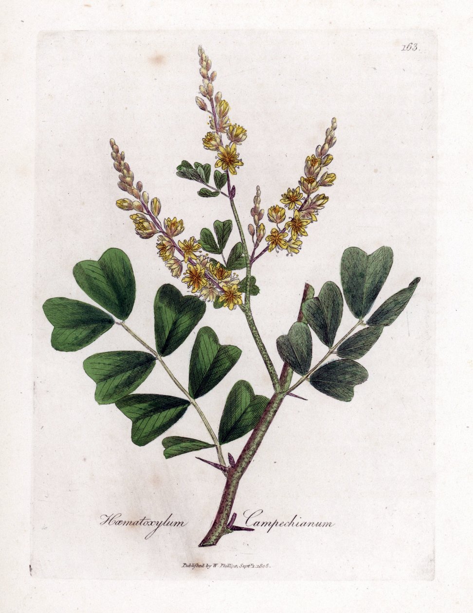 Campeche ou campeche wood - madeira de madeira de madeira, Haematoxylum campechianum. Gravura em chapa de cobre colorida à mão a partir de uma ilustração botânica de James Sowerby de William Woodville e Sir William Jackson Hooker