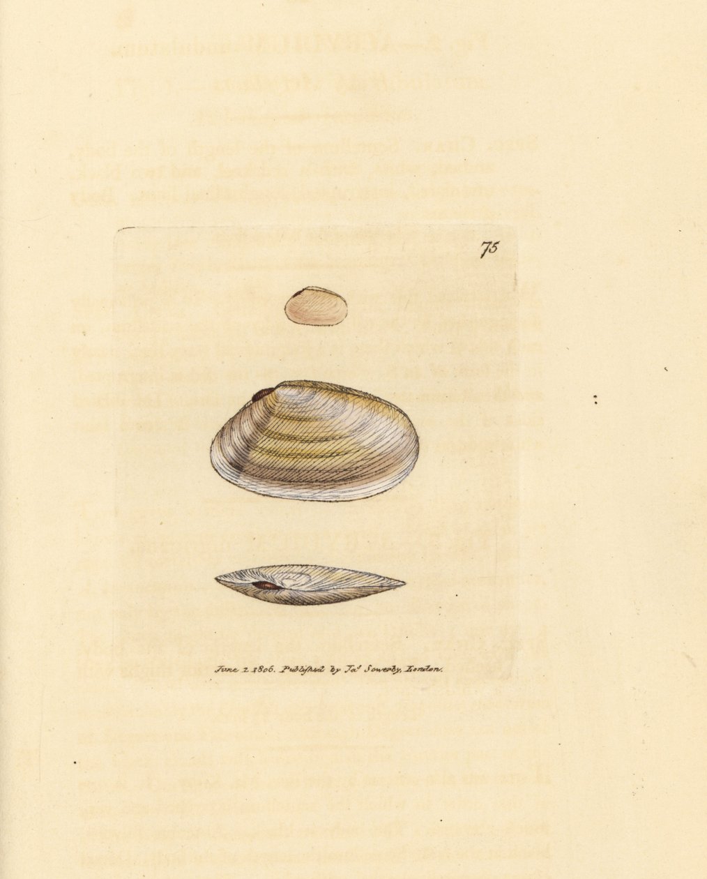 Candystick tellina shell, Tellina similis. Gravura em chapa de cobre colorida à mão por James Sowerby de The British Miscellany, ou figuras coloridas de novos, raros, ou pouco conhecidos exemplares de animais. de James Sowerby