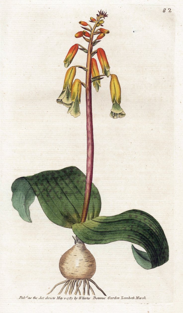 Cape Town Cuckoo - Litografia de James Sowerby (1757-1822), placa da revista Botanical de William Curtis (1746-1799) de James Sowerby