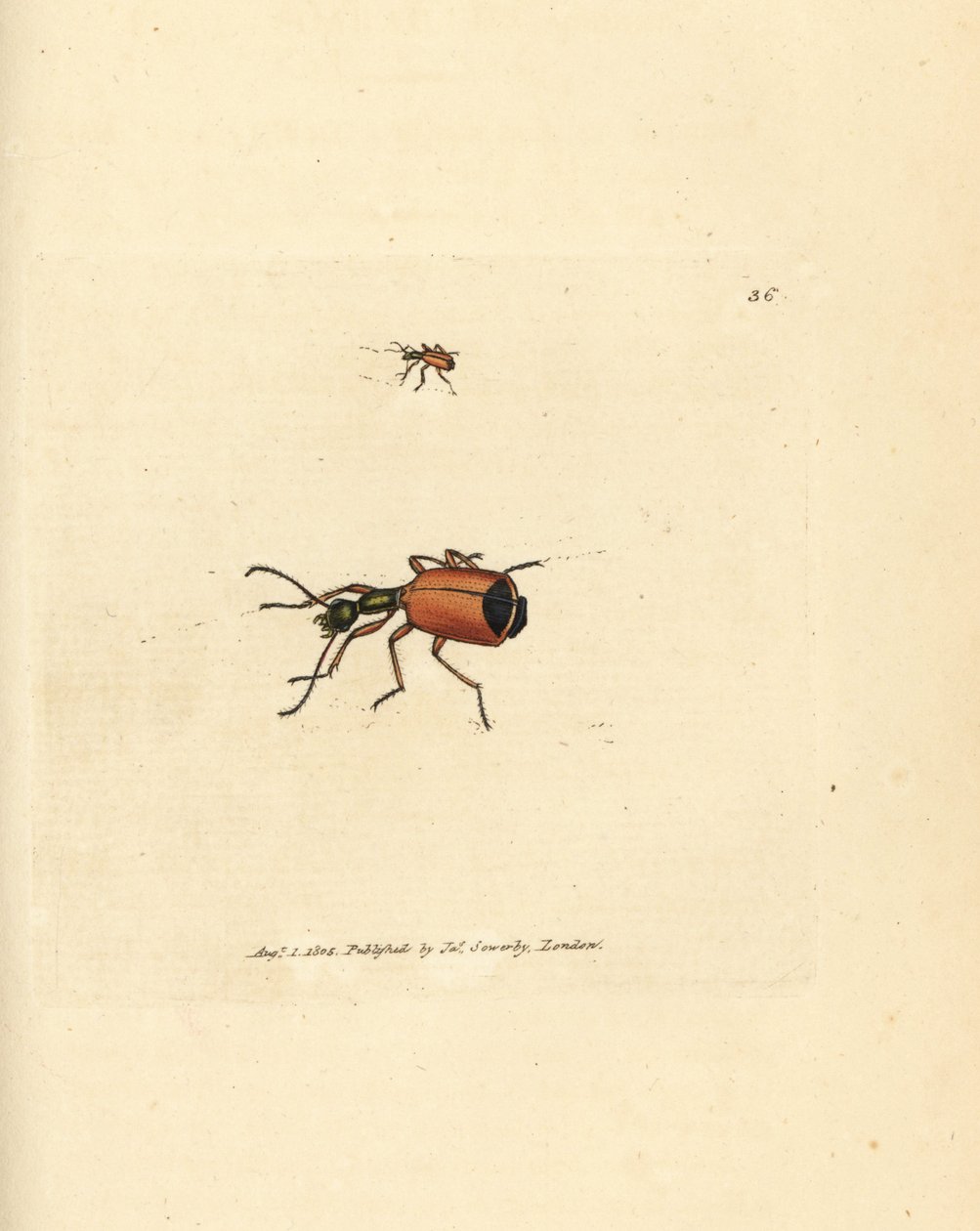 Carabus rotundicollis beetle. Gravura em chapa de cobre colorida à mão por James Sowerby de The British Miscellany, ou figuras coloridas de novos, raros, ou pouco conhecidos sujeitos animais. de James Sowerby