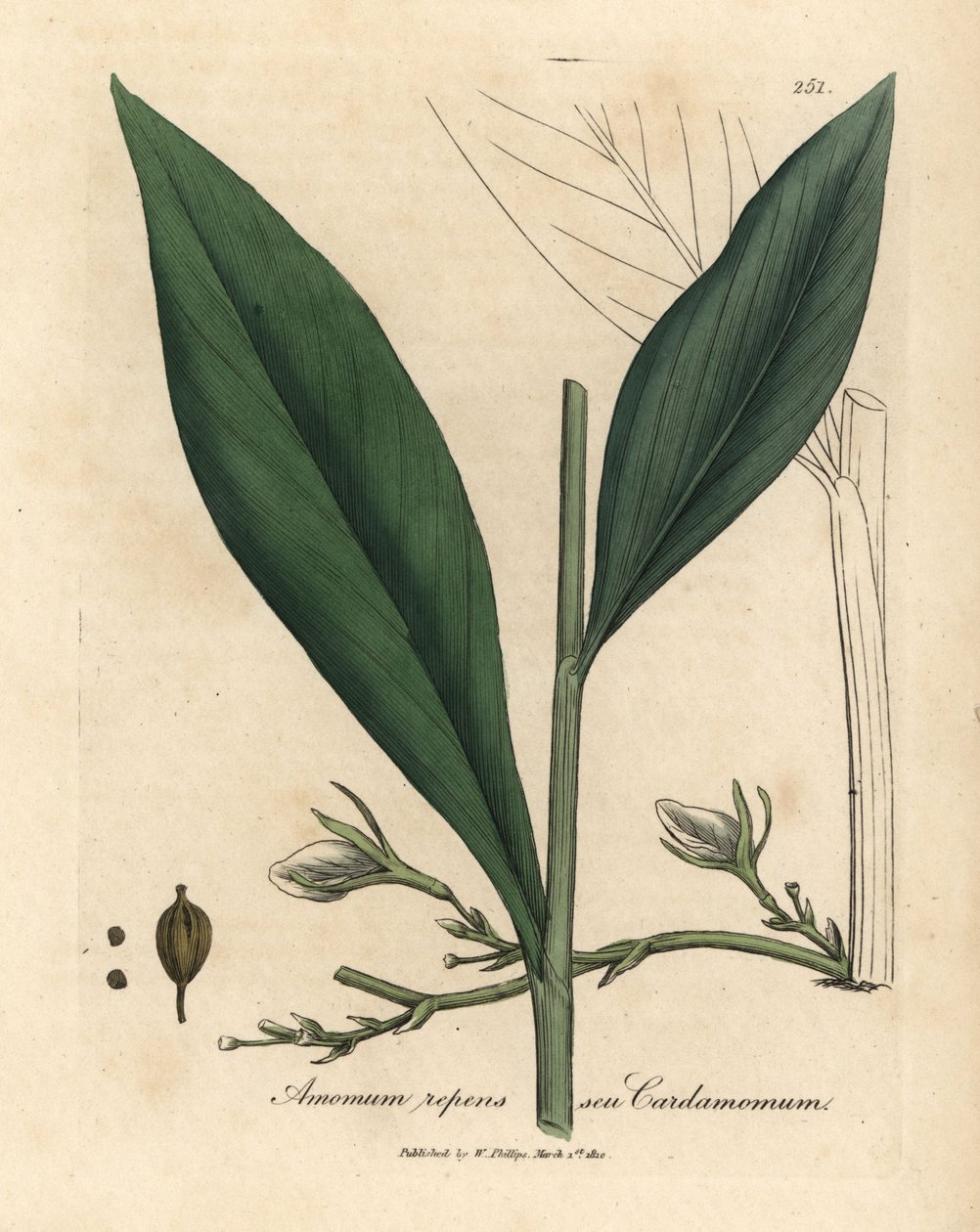 Cardamomo, Elettaria cardamomum de James Sowerby