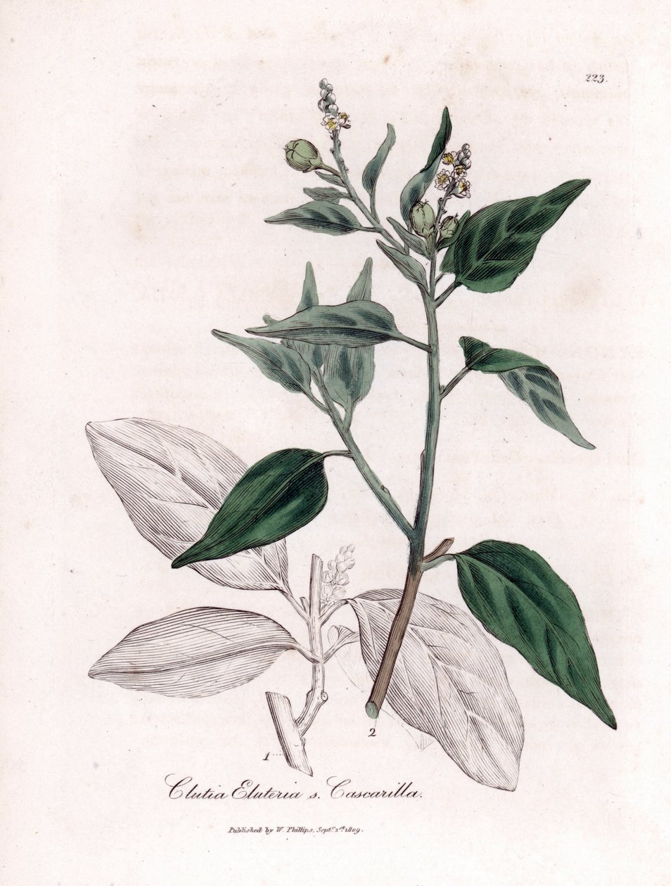 Cascarille officinale ou madeira macia ou falsa quinquina - Cascarilla, Croton (Clutia) eluteria. Gravura em chapa de cobre colorida à mão a partir de uma ilustração botânica de James Sowerby de William Woodville e Sir William Jackson Hooker