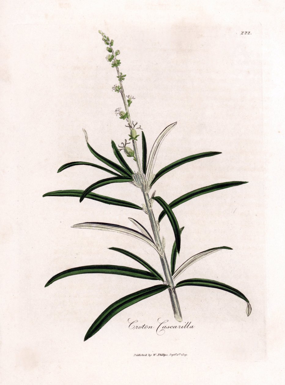 Cascarille officinale ou madeira macia ou quinquina falsa - Cascarilla, Croton eluteria. Gravura em chapa de cobre colorida à mão a partir de uma ilustração botânica de James Sowerby de William Woodville e Sir William Jackson Hooker
