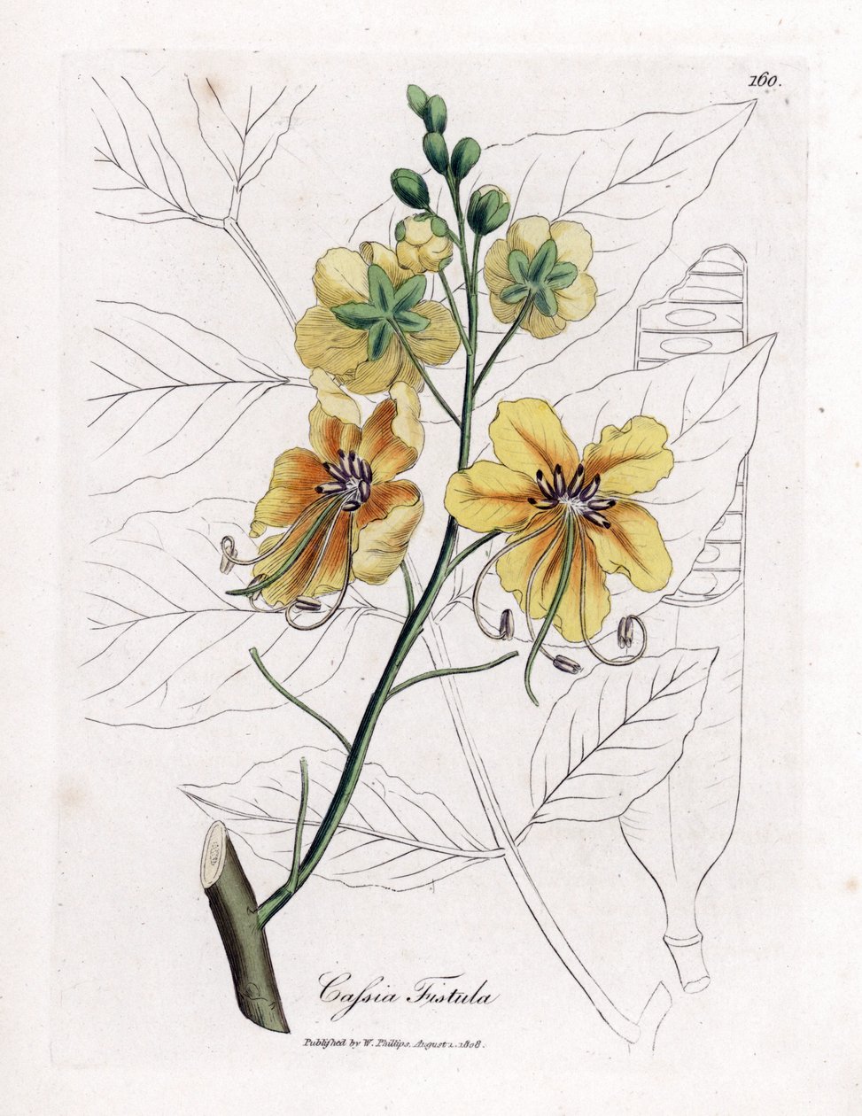 Cassia, falso sene, árvore de alfarroba falsa, chuveiro dourado ou canefier - Árvore de chuveiro dourada, fístula de Cassia. Gravura em chapa de cobre colorida à mão a partir de uma ilustração botânica de James Sowerby de William Woodville e "Medical Botan de James Sowerby
