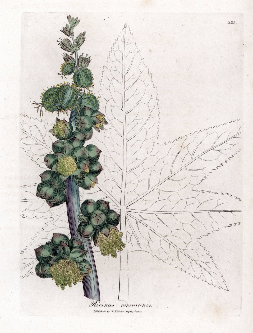 Castor - Planta de óleo de rícino, Ricinus communis. Gravura em chapa de cobre colorida à mão a partir de uma ilustração botânica de James Sowerby de William Woodville e Sir William Jackson Hooker