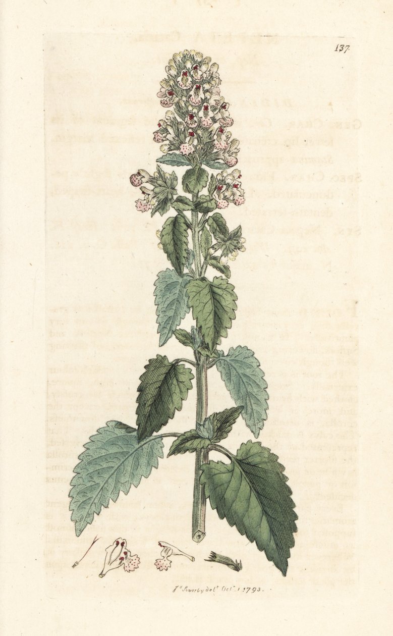 Catnip, Nepeta cataria (cataire) Gravura em chapa de cobre colorida à mão depois de uma ilustração de James Sowerby de James Smith