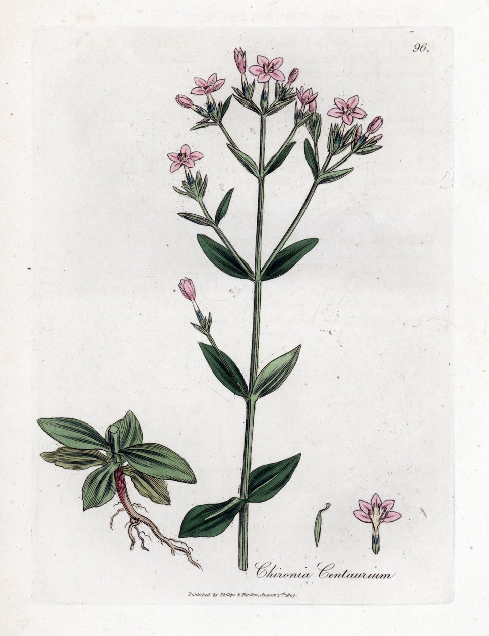 Centauree Chironia - Centauro, Chironia centaurium. Gravura em chapa de cobre colorida à mão a partir de uma ilustração botânica de James Sowerby de William Woodville e "Medical Botany" de Sir William Jackson Hooker, John Bohn, Londres de James Sowerby