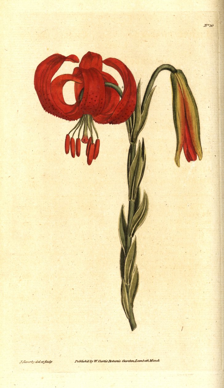 Lírio calcedoniano - Lírio calcedoniano, Lilium chalcedonicum. Gravura e ilustração botânica de James Sowerby da revista The Botanical Magazine de William Curtis, Lambeth Marsh, Londres de James Sowerby