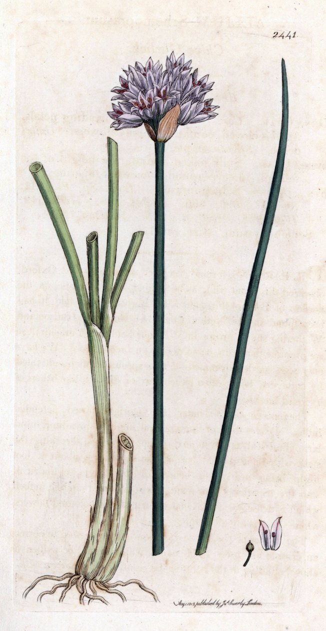 Cebolinho (Allium schoenoprasum). Gravura em cobre colorido à mão a partir de uma ilustração botânica de James Sowerby para o livro de James Smith "English botanical" (1790-1814). O incansável Sowerby (1757-1822) desenhou mais de 2500 plantas para Smith Ma de James Sowerby