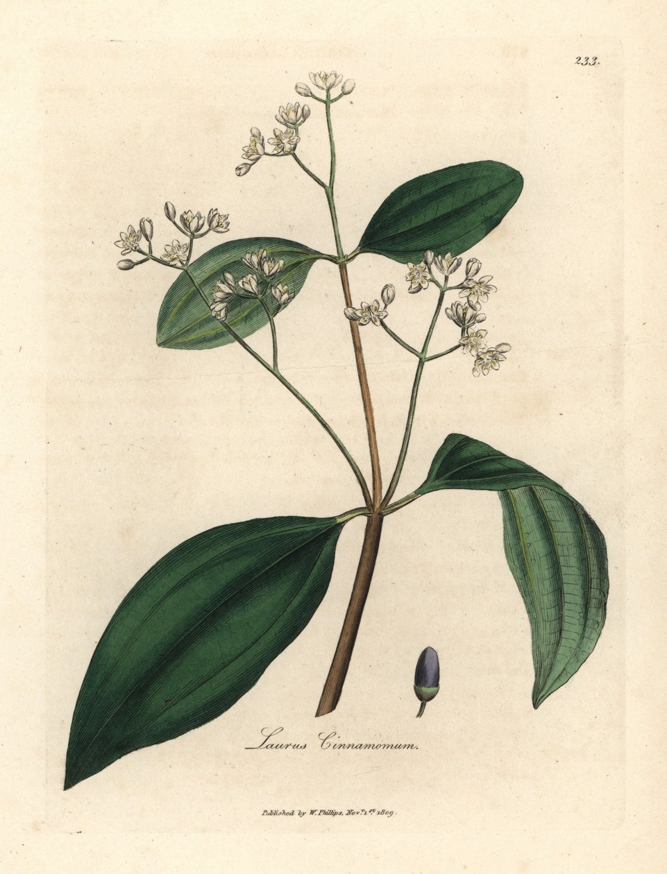 Canela, canela Laurus cinnamomum de James Sowerby