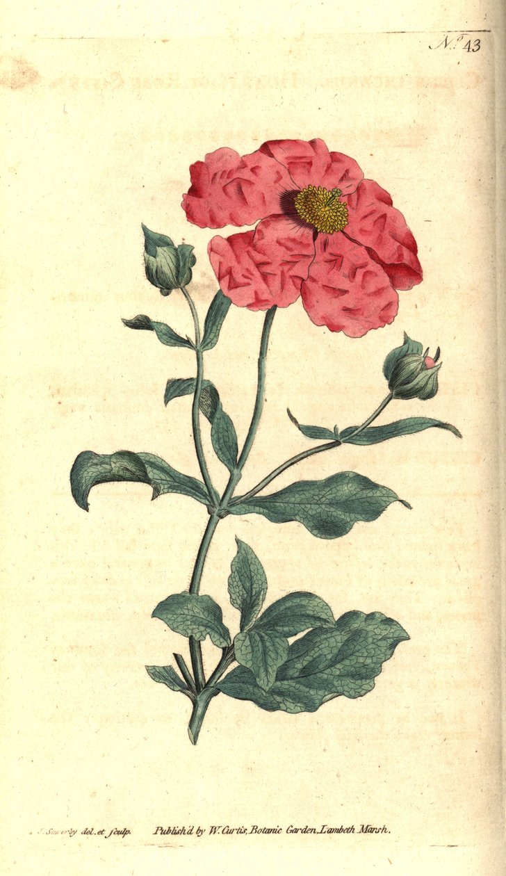 Cistus - Hoary cistus cistus rosa ouro cistus, Cistus incanus. Gravura e ilustração botânica de James Sowerby de The Botanical Magazine de William Curtis, Lambeth Marsh, Londres de James Sowerby