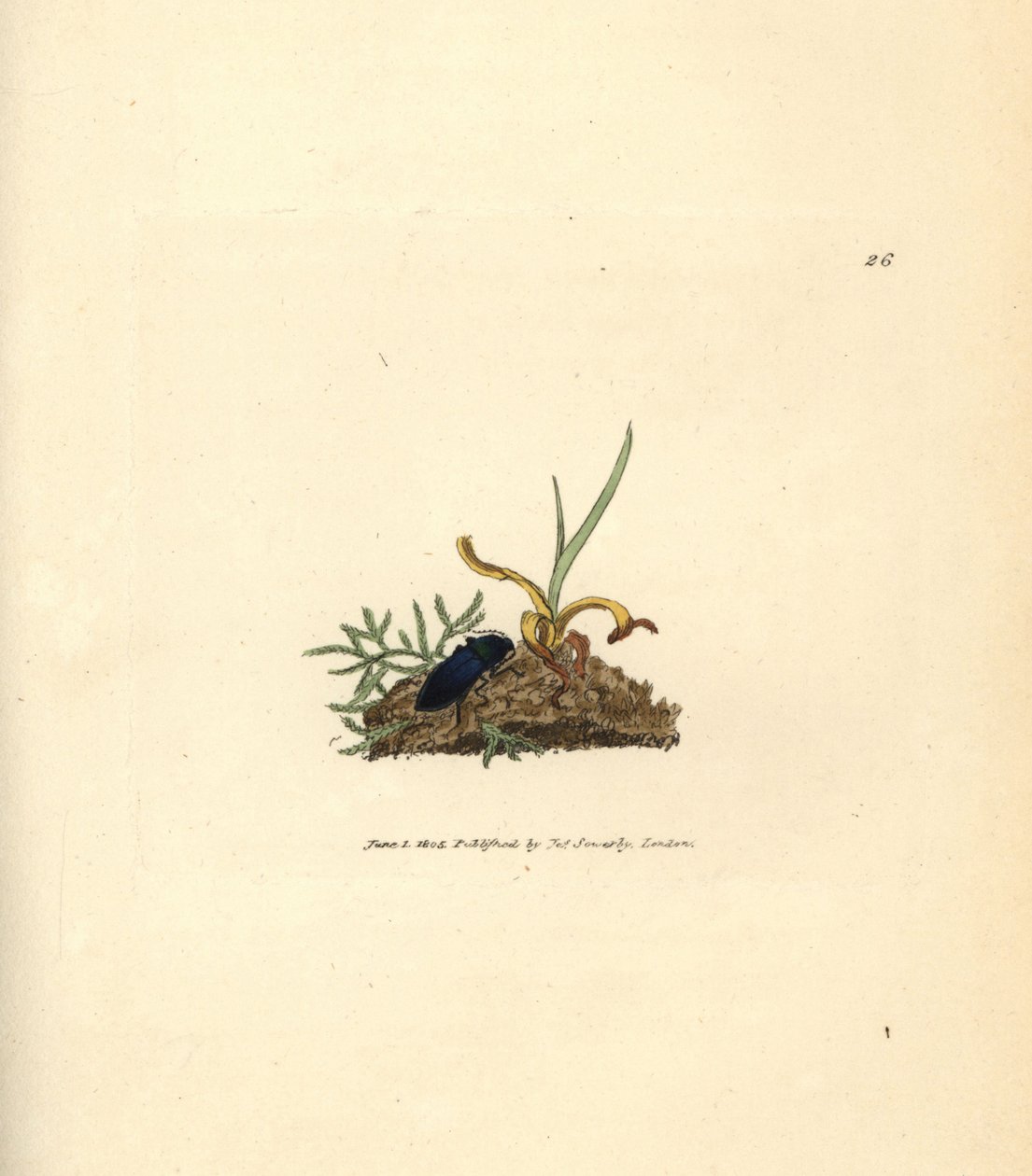 Clicar besouro, Selatosomus aeneus (Elater cyaneus). Gravura em chapa de cobre colorida à mão por James Sowerby de The British Miscellany, ou figuras coloridas de novos, raros, ou pouco conhecidos exemplares de animais. de James Sowerby