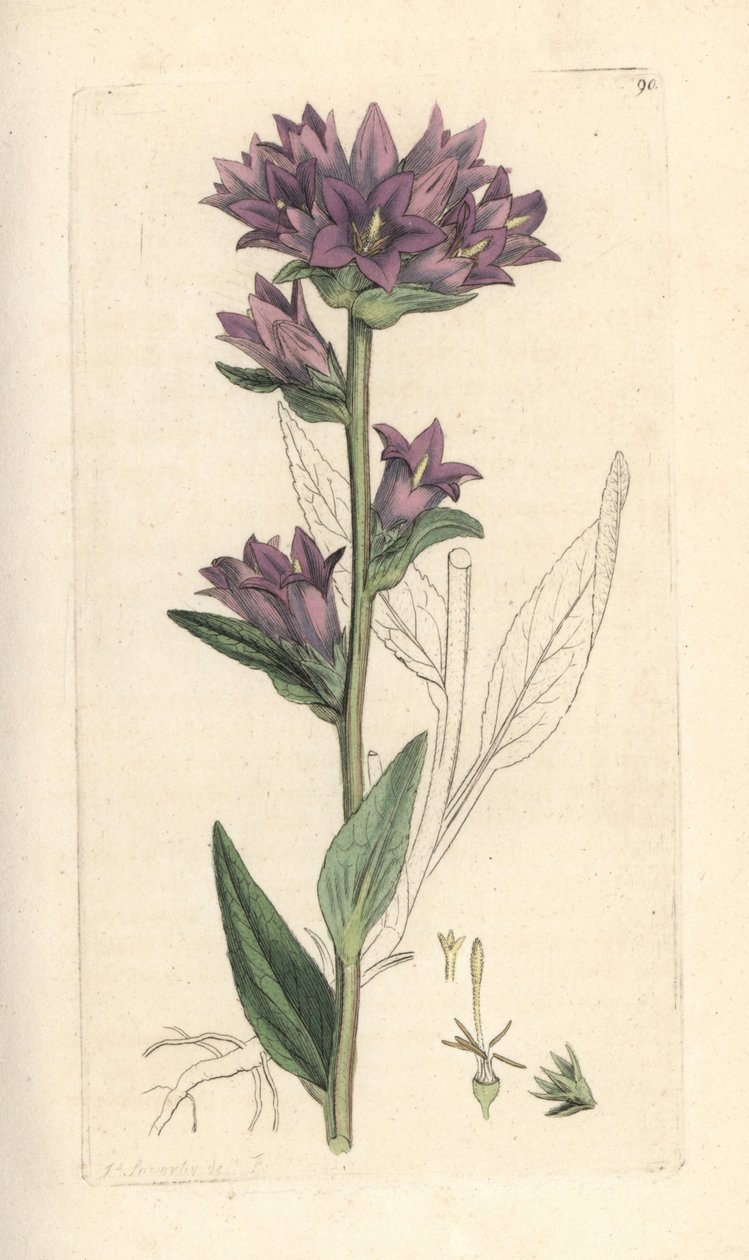 Campanula glomerata (Campanule agglomeree) Gravura em chapa de cobre colorida à mão depois de uma ilustração de James Sowerby de James Smith