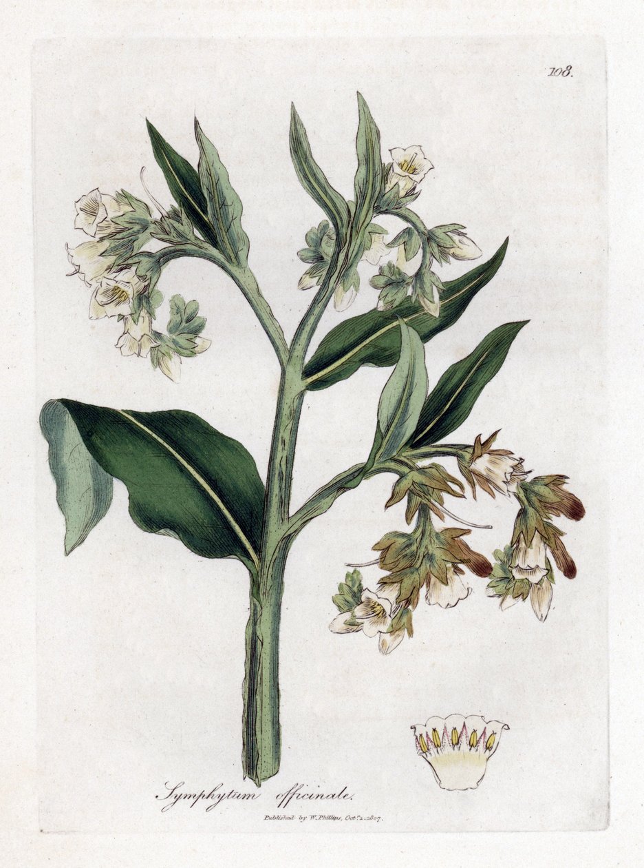 Comfrey - Comfrey, Symphytum officinale. Gravura em chapa de cobre colorida à mão a partir de uma ilustração botânica de James Sowerby de William Woodville e Sir William Jackson Hooker