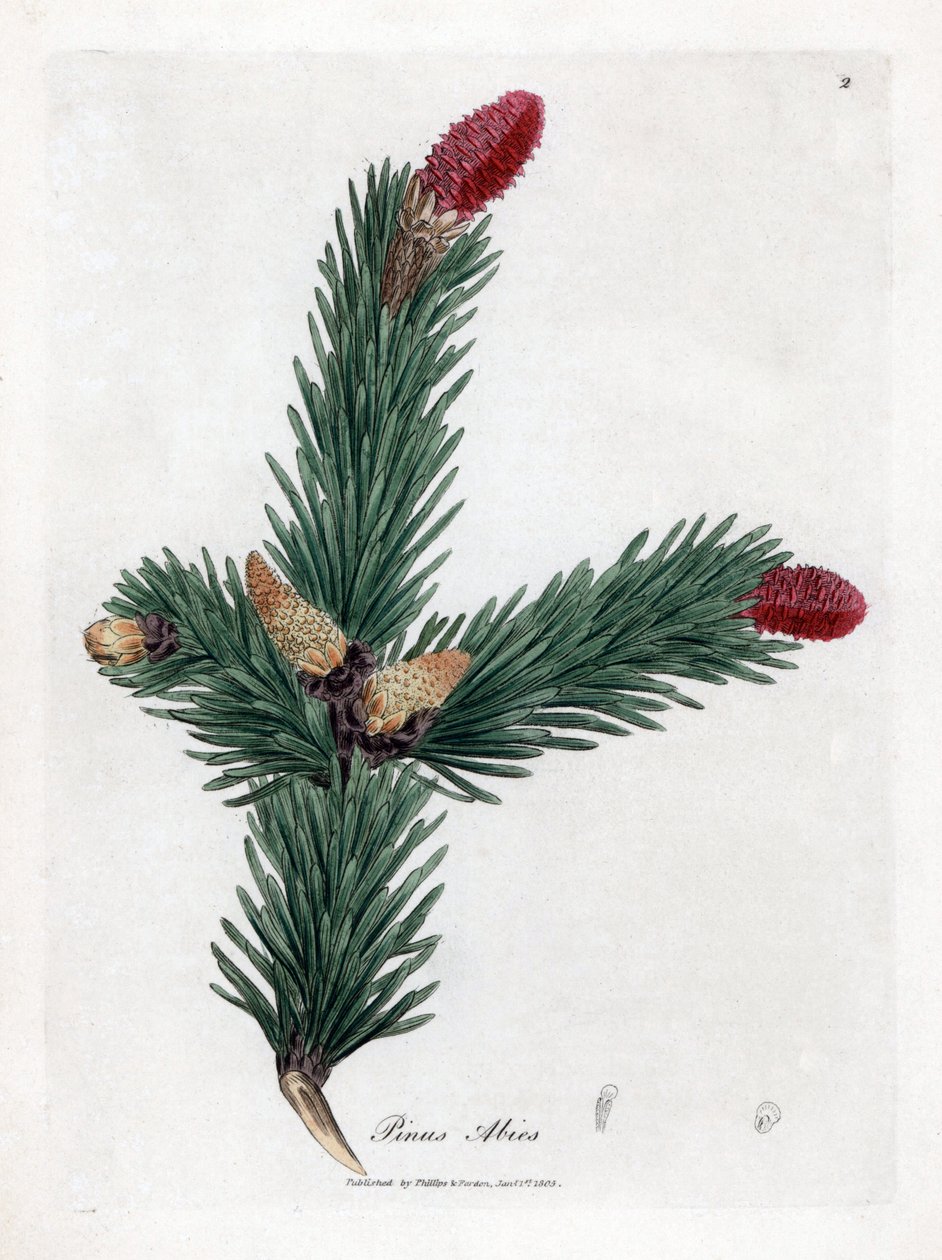 Epicea comum - Abeto da Noruega, Pinus abies. Gravura manual em chapa de cobre a partir de uma ilustração botânica de James Sowerby de William Woodville e Sir William Jackson Hooker