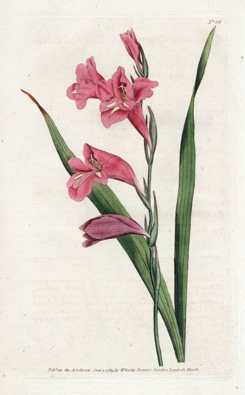Glaieul comum - Litografia de James Sowerby (1757-1822), da revista Botanical de William Curtis (1746-1799) de James Sowerby