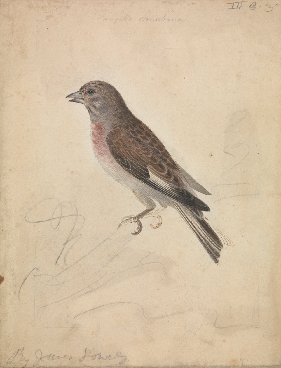 Linho Comum de James Sowerby