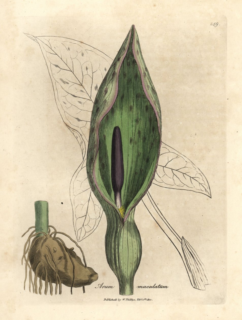 Arum maculatum comum, Arum maculatum de James Sowerby