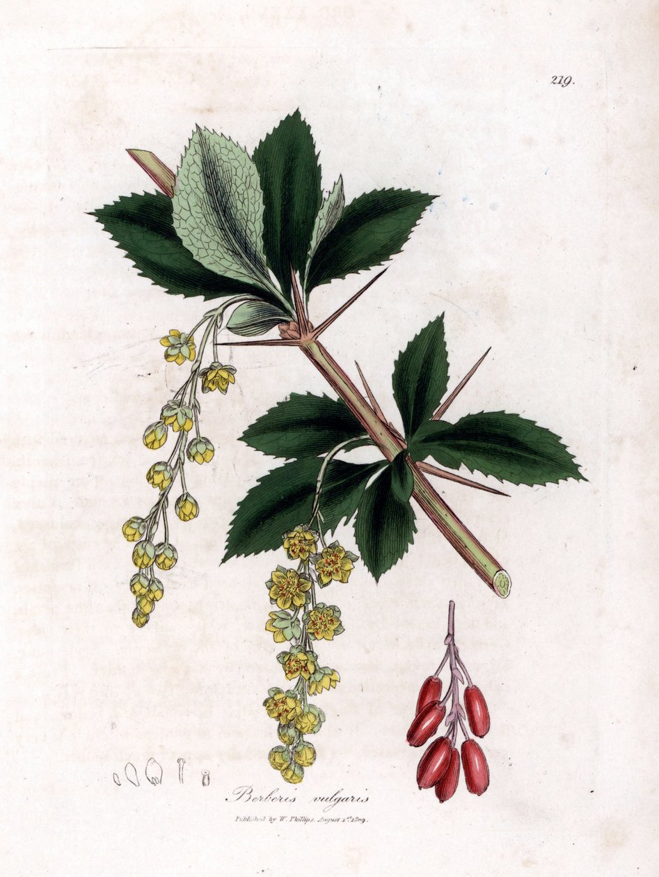 Baga comum - Baga comum, Berberis vulgaris. Gravura em chapa de cobre colorida à mão a partir de uma ilustração botânica de James Sowerby de William Woodville e Sir William Jackson Hooker