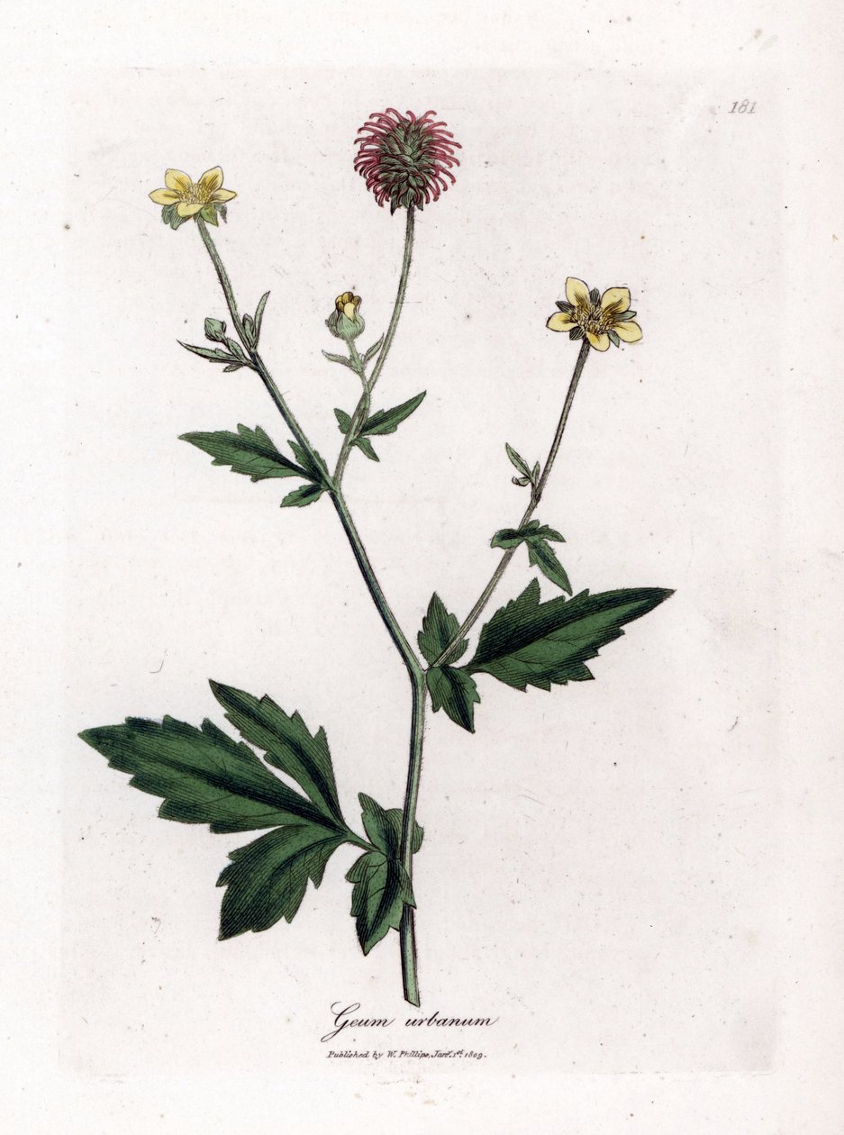 Benoite ou erva comum de Saint Benoit - Avens de madeira, Geum urbanum. Gravura em chapa de cobre colorida à mão a partir de uma ilustração botânica de James Sowerby de William Woodville e "Medical Botany" de Sir William Jackson Hooker, John Bohn, Londres de James Sowerby