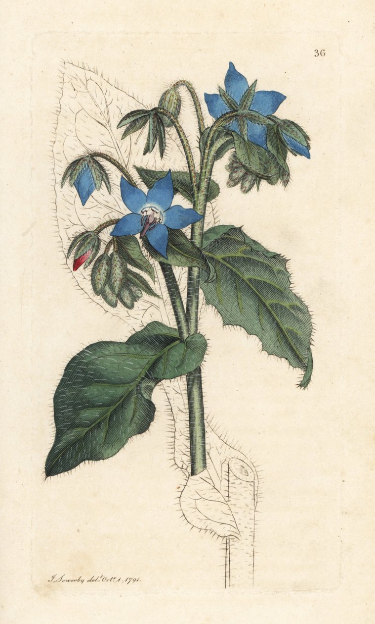Borragem comum, Borago officinalis (Bourrache officinale) Gravura em chapa de cobre colorida à mão depois de uma ilustração de James Sowerby da revista inglesa Botany de James Smith, Londres de James Sowerby