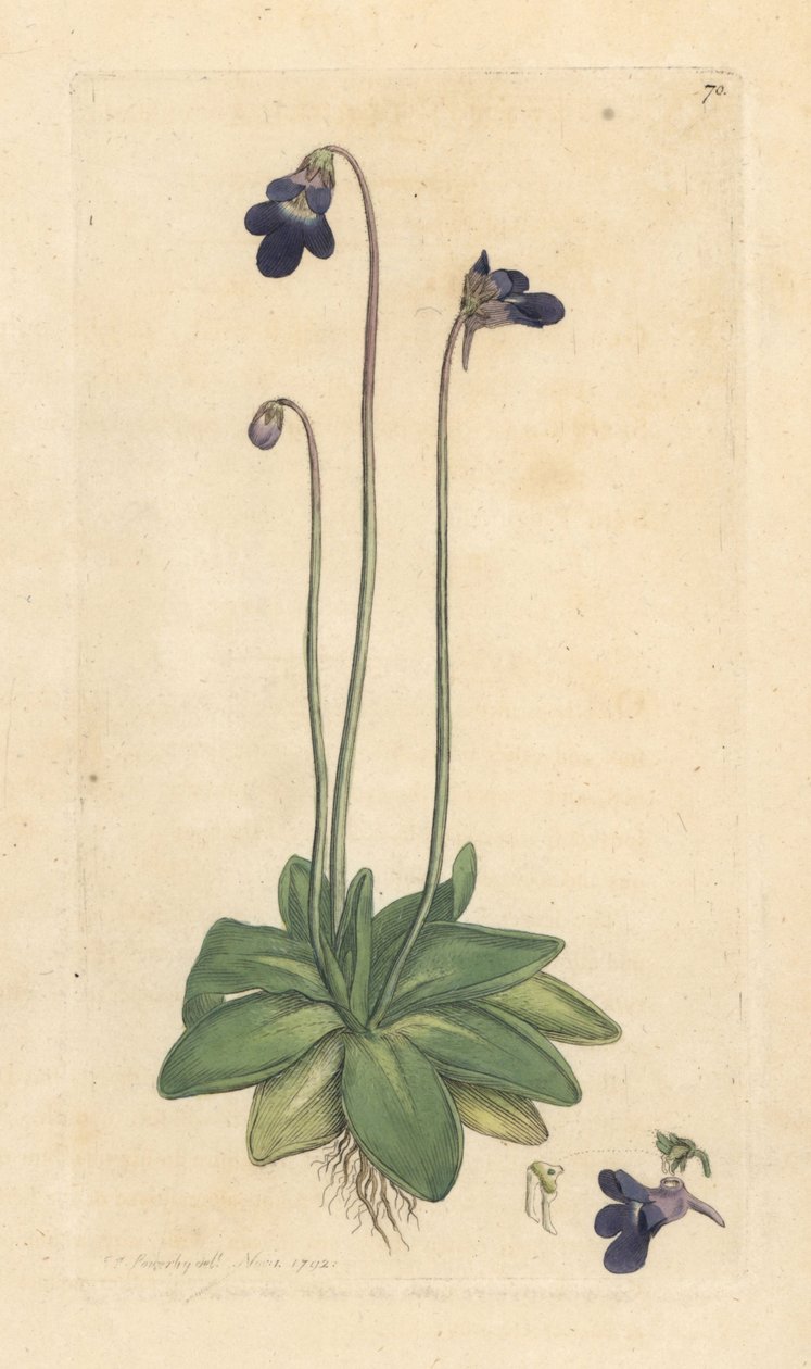 Manteiga comum, Pinguicula vulgaris (gramínea) Gravura em chapa de cobre colorida à mão depois de uma ilustração de James Sowerby da Botânica Inglesa de James Smith, Londres de James Sowerby