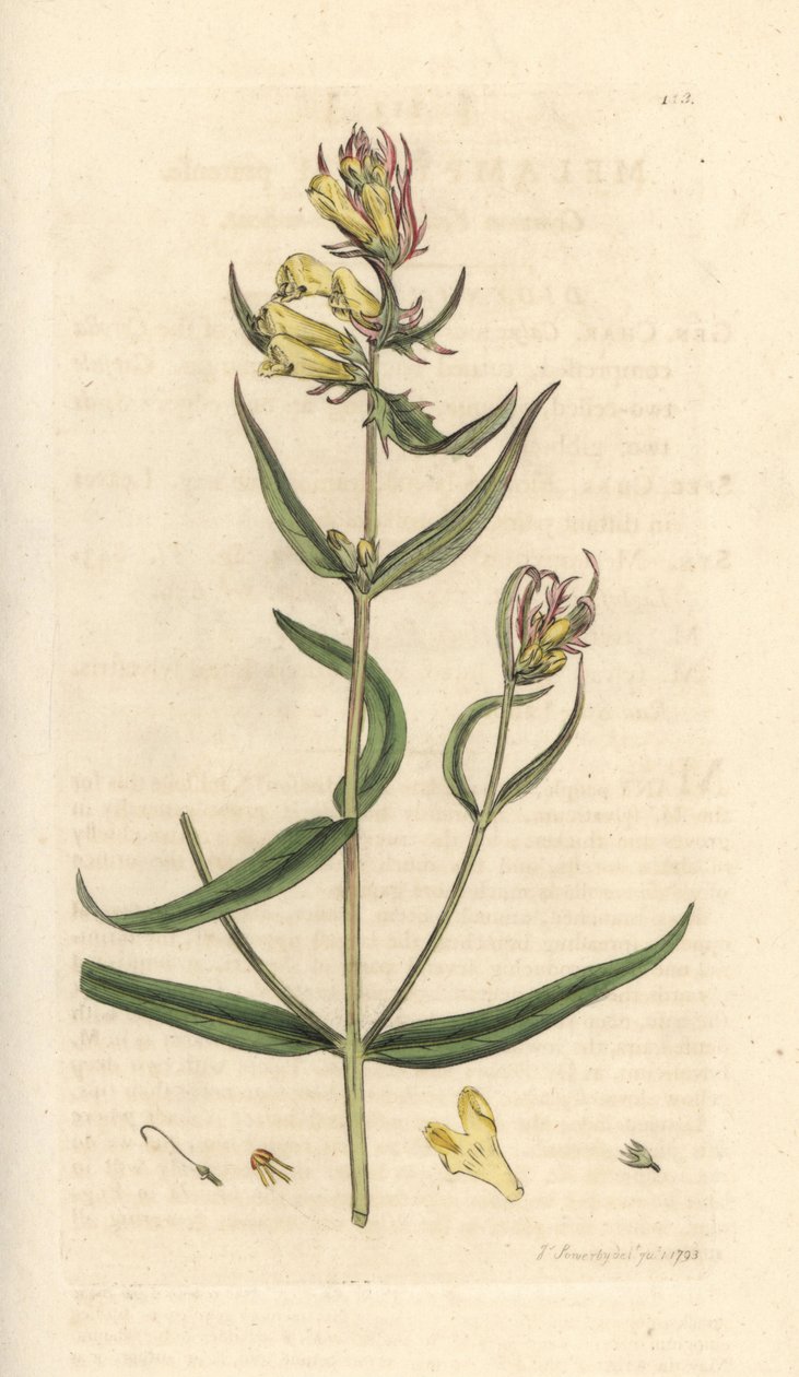 Trigo de vaca comum, Melampyrum pratense (Melampyre des pres, Wood millet, Cochelet, Yellow savory) Gravura em chapa de cobre colorida à mão depois de uma ilustração de James Sowerby da Botânica Inglesa de James Smith, Londres de James Sowerby