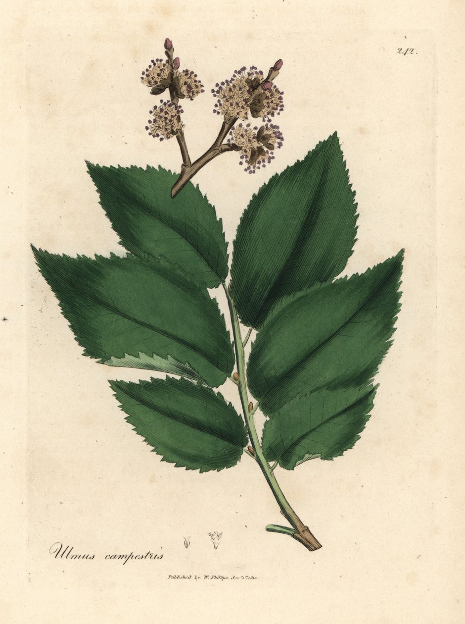 Olmeiro comum, Ulmus campestris de James Sowerby