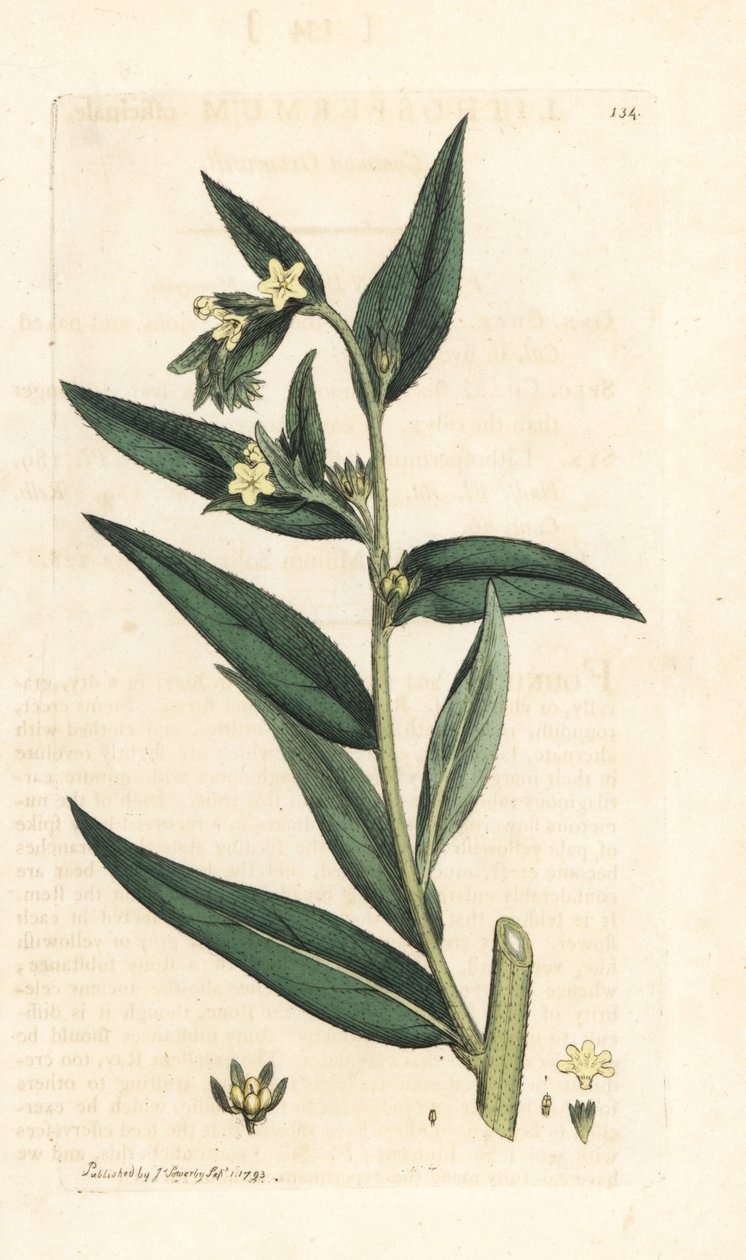 Gromwell comum, Lithospermum officinale (Gremil officinale) Gravura em chapa de cobre colorida à mão depois de uma ilustração de James Sowerby da Botânica Inglesa de James Smith, Londres de James Sowerby