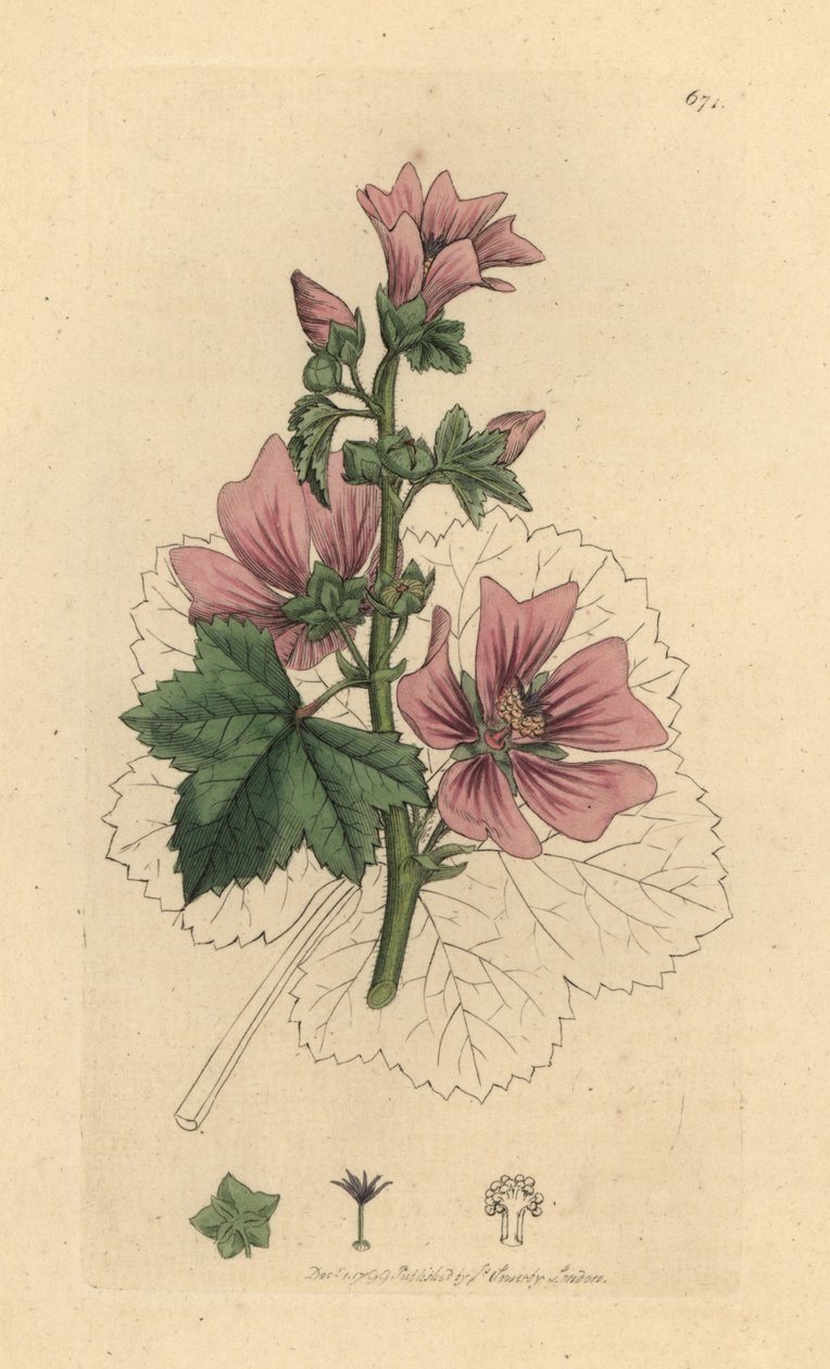 Malva sylvestris Malva sylvestris Gravura em chapa de cobre colorida à mão após um desenho de James Sowerby para James Smith