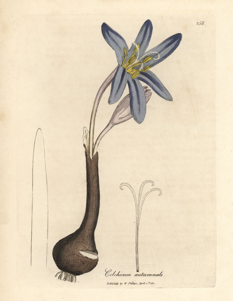 Açafrão comum dos prados, Colchicum autumnale de James Sowerby