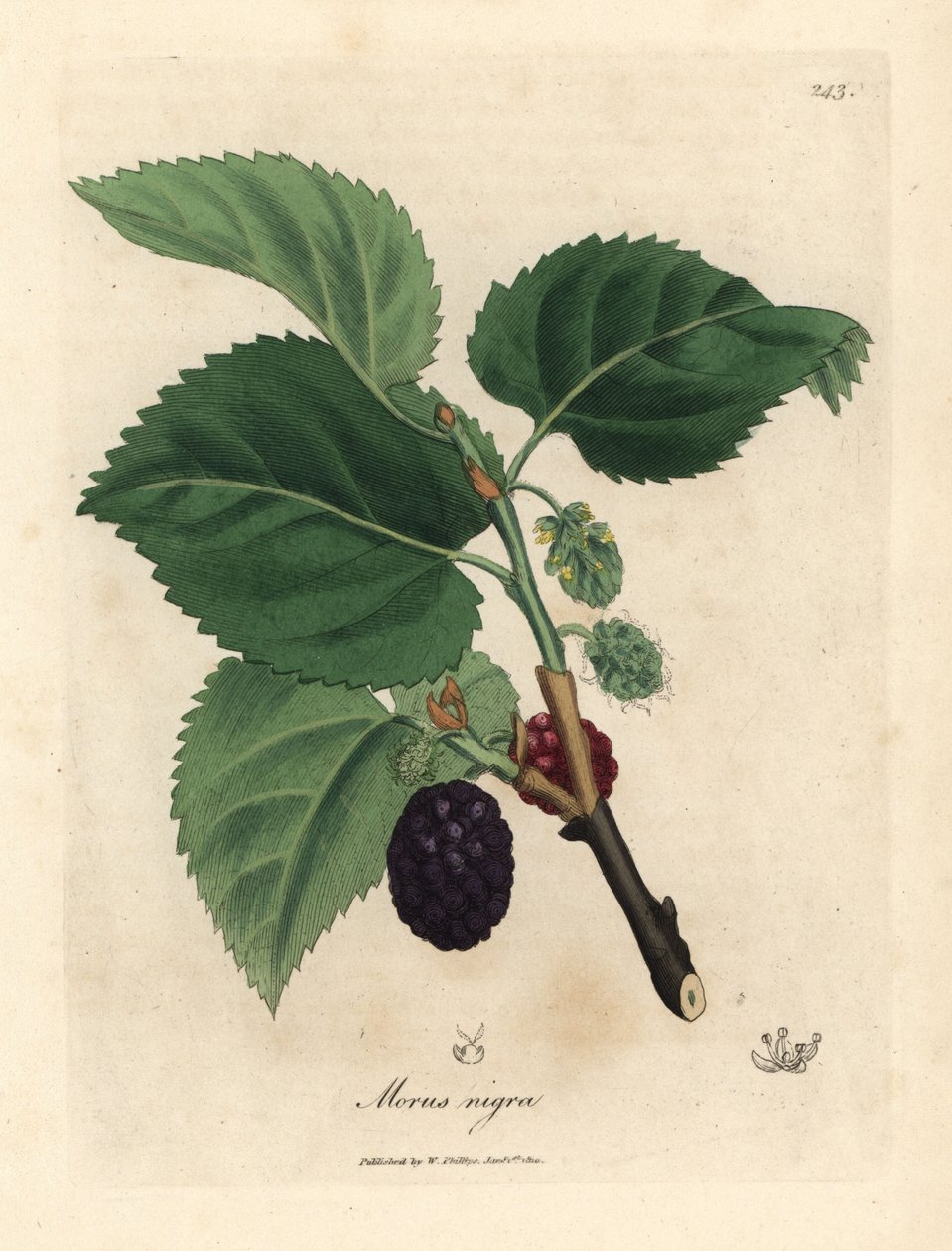 Amoreiras comuns, Morus nigra de James Sowerby