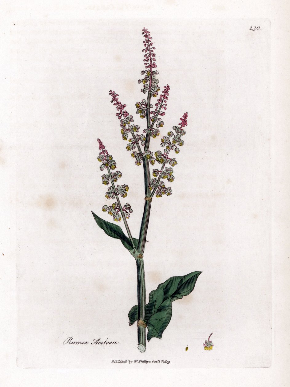 Azevedo comum ou grande azevém - Azevém de jardim, Rumex acetosa. Gravura em chapa de cobre colorida à mão a partir de uma ilustração botânica de James Sowerby de William Woodville e Sir William Jackson Hooker