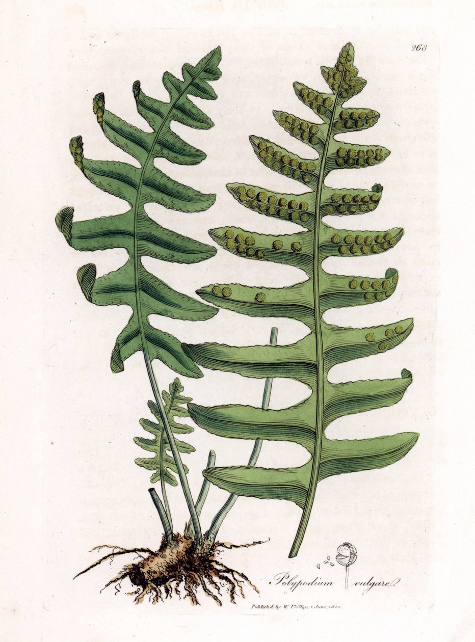 Polipoda comum ou alcaçuz de madeira (samambaia) - Polipodia comum, Polypodium vulgare. Gravura em chapa de cobre colorida à mão a partir de uma ilustração botânica de James Sowerby de William Woodville e Sir William Jackson Hooker