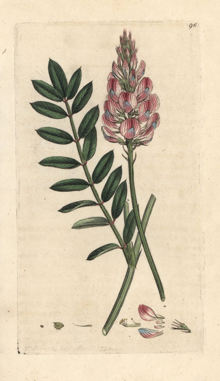 Sanfoin comum, Onobrychis viciifolia (Hedysarum onobrychis) (cultivo Sainfoin) Gravura em chapa de cobre colorida à mão depois de uma ilustração de James Sowerby da Botânica Inglesa de James Smith, Londres de James Sowerby