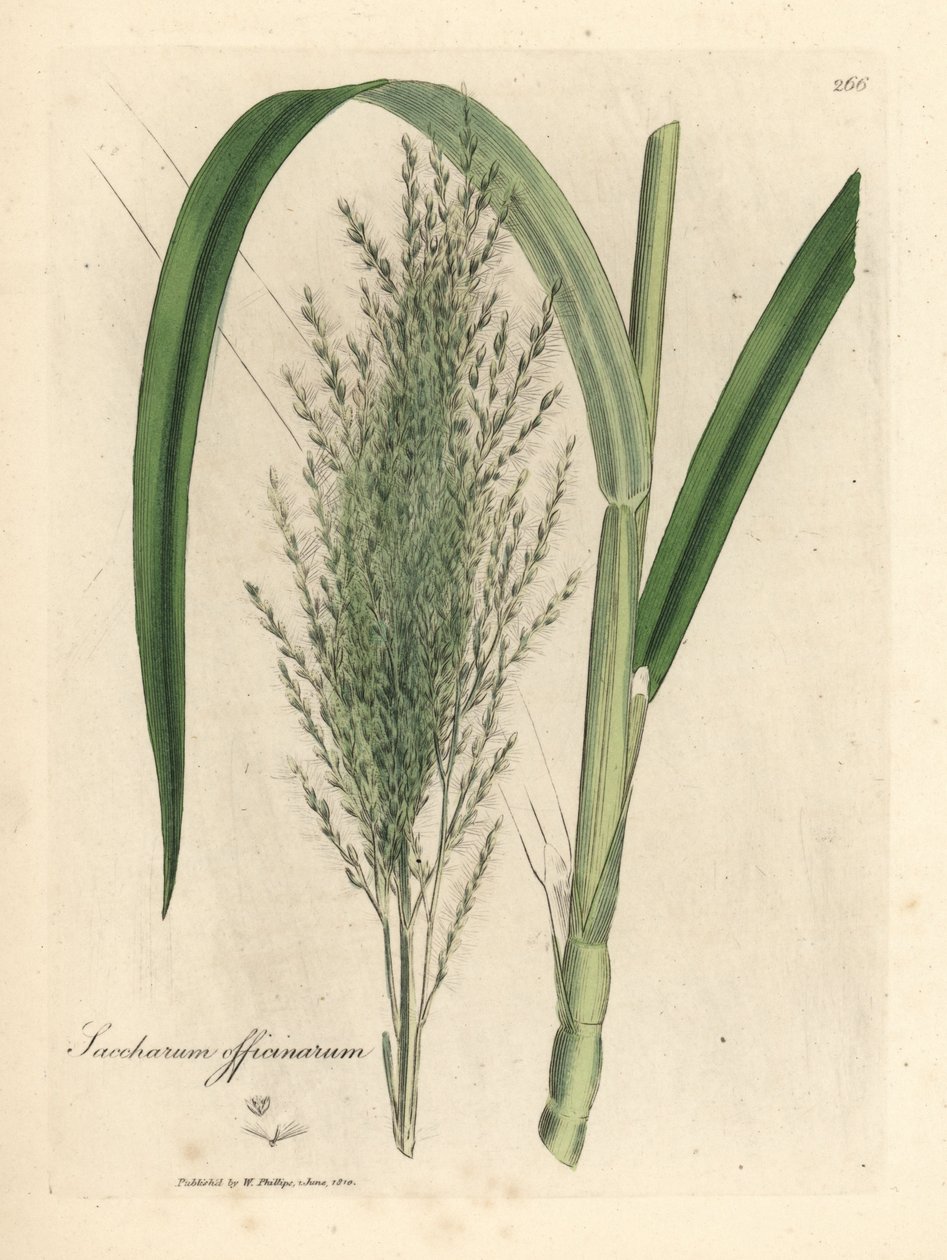 Cana-de-açúcar comum, Saccharum officinarum de James Sowerby