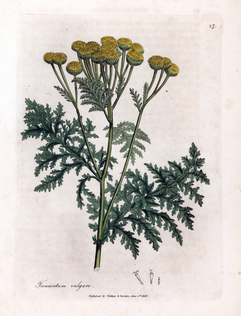 Tansy ou splash comum - Tansy, Tanacetum vulgare. Gravura em chapa de cobre colorida à mão a partir de uma ilustração botânica de James Sowerby de William Woodville e Sir William Jackson Hooker