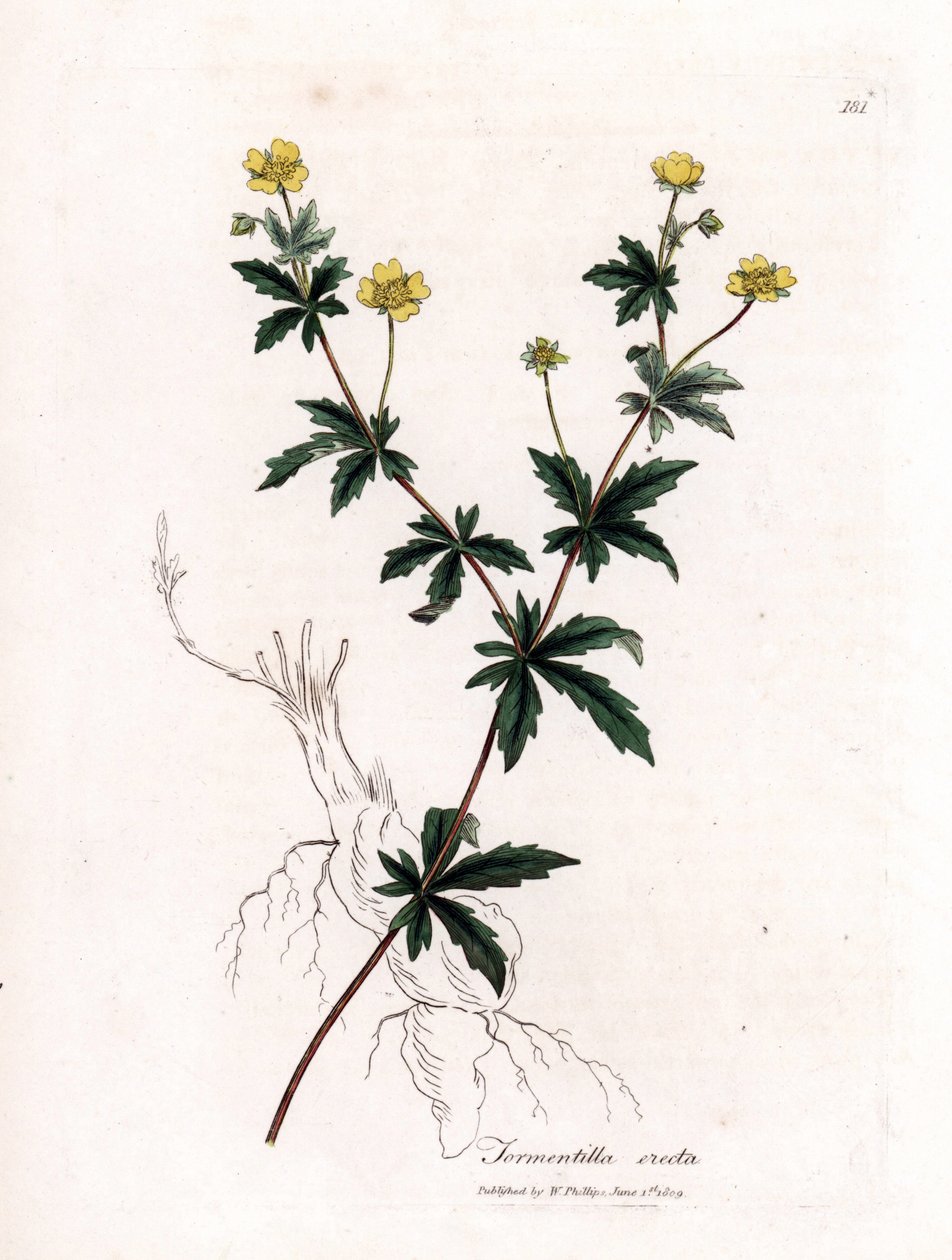Tormentil comum, Potentilla erecta. Gravura em chapa de cobre colorida à mão a partir de uma ilustração botânica de James Sowerby de William Woodville e Sir William Jackson Hooker