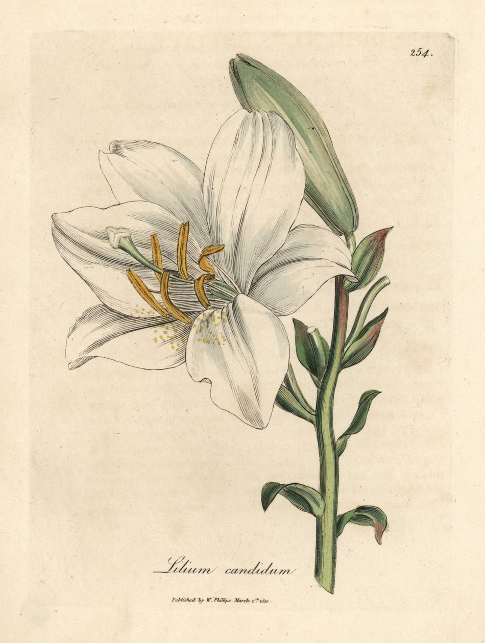 Lírio branco comum, Lilium candidum de James Sowerby