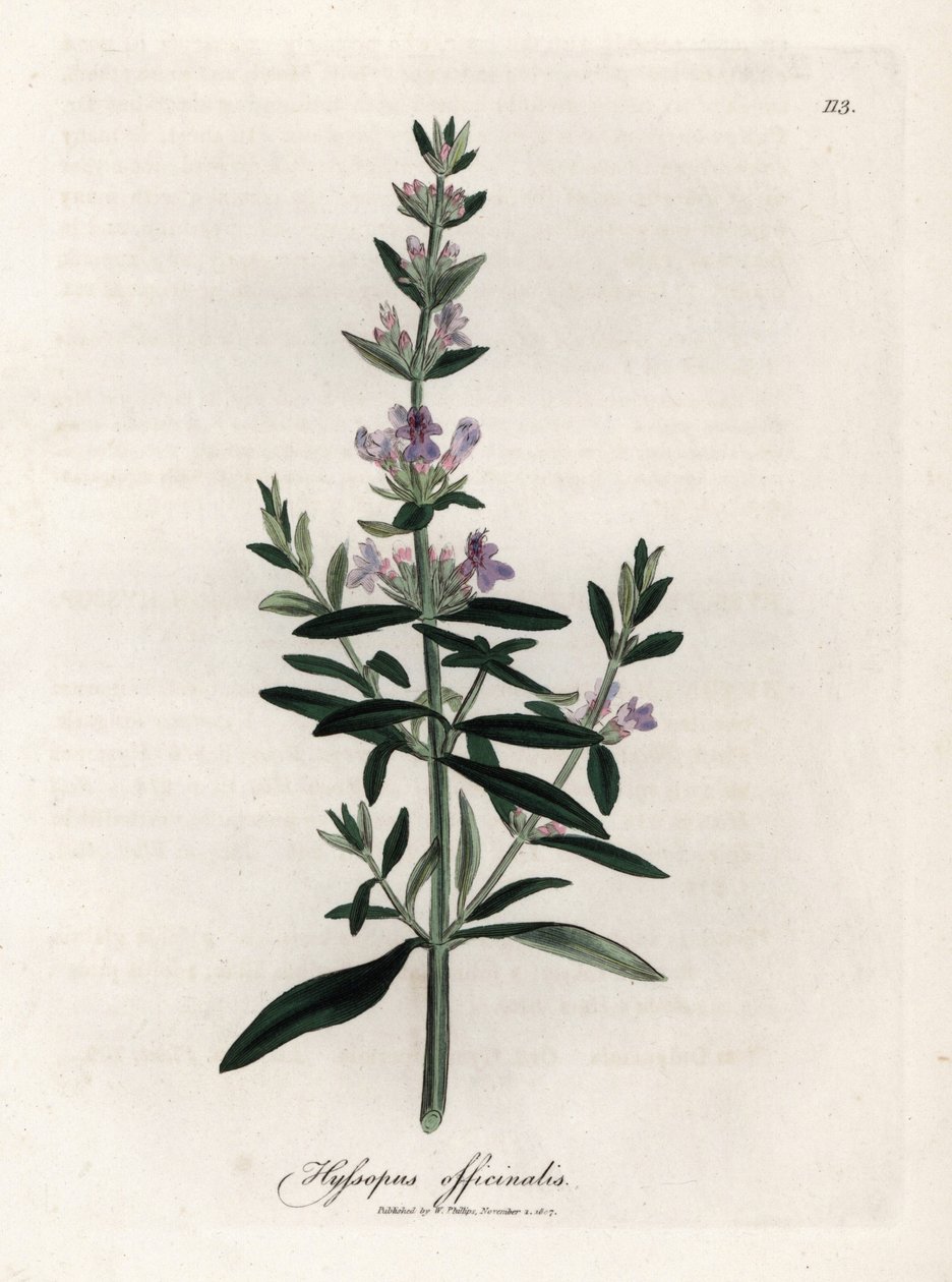 Hyssop compendial. Gravura em cobre colorido à mão a partir de um desenho de James Sowerby (1757-1822), em Botanique Medicinale de James Sowerby