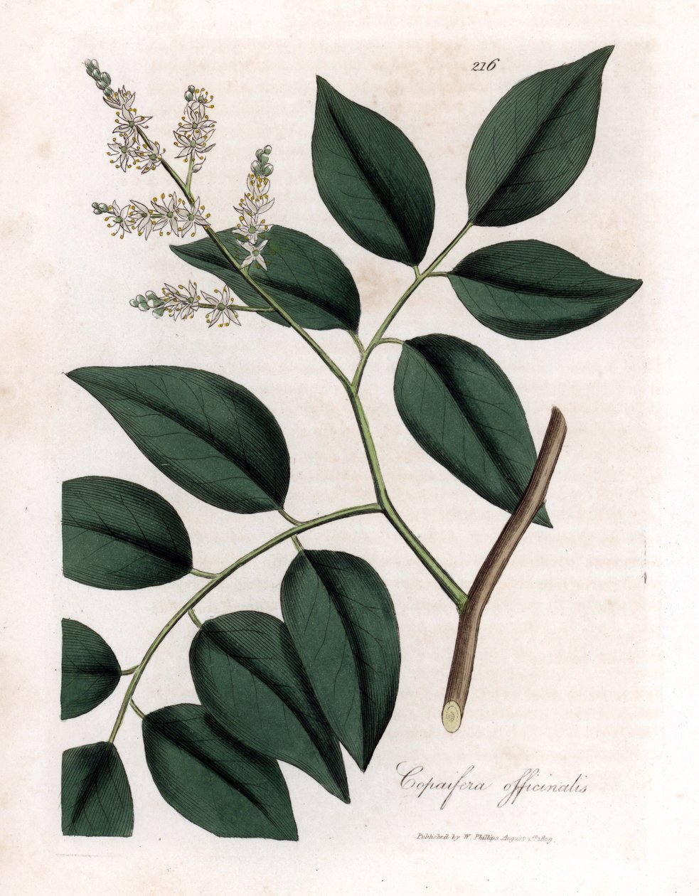 Copaier - Bálsamo de Copaiva, Copaifera officinalis. Gravura em chapa de cobre colorida à mão a partir de uma ilustração botânica de James Sowerby de William Woodville e "Medical Botany" de Sir William Jackson Hooker, John Bohn, Londres de James Sowerby