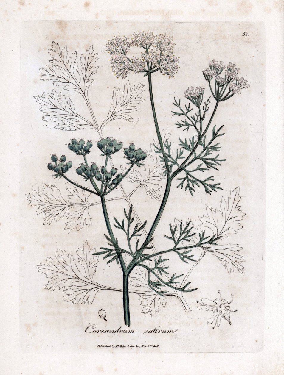 Coriandro (Coriandrum sativum). Gravura em cobre colorida à mão a partir de uma ilustração de James Sowerby. Excerto do livro de William Woodville e Sir William Jackson Hooker "Botanique medicinale" 1832. O incansável Sowerby (1757-1822) desenhou mais de de James Sowerby