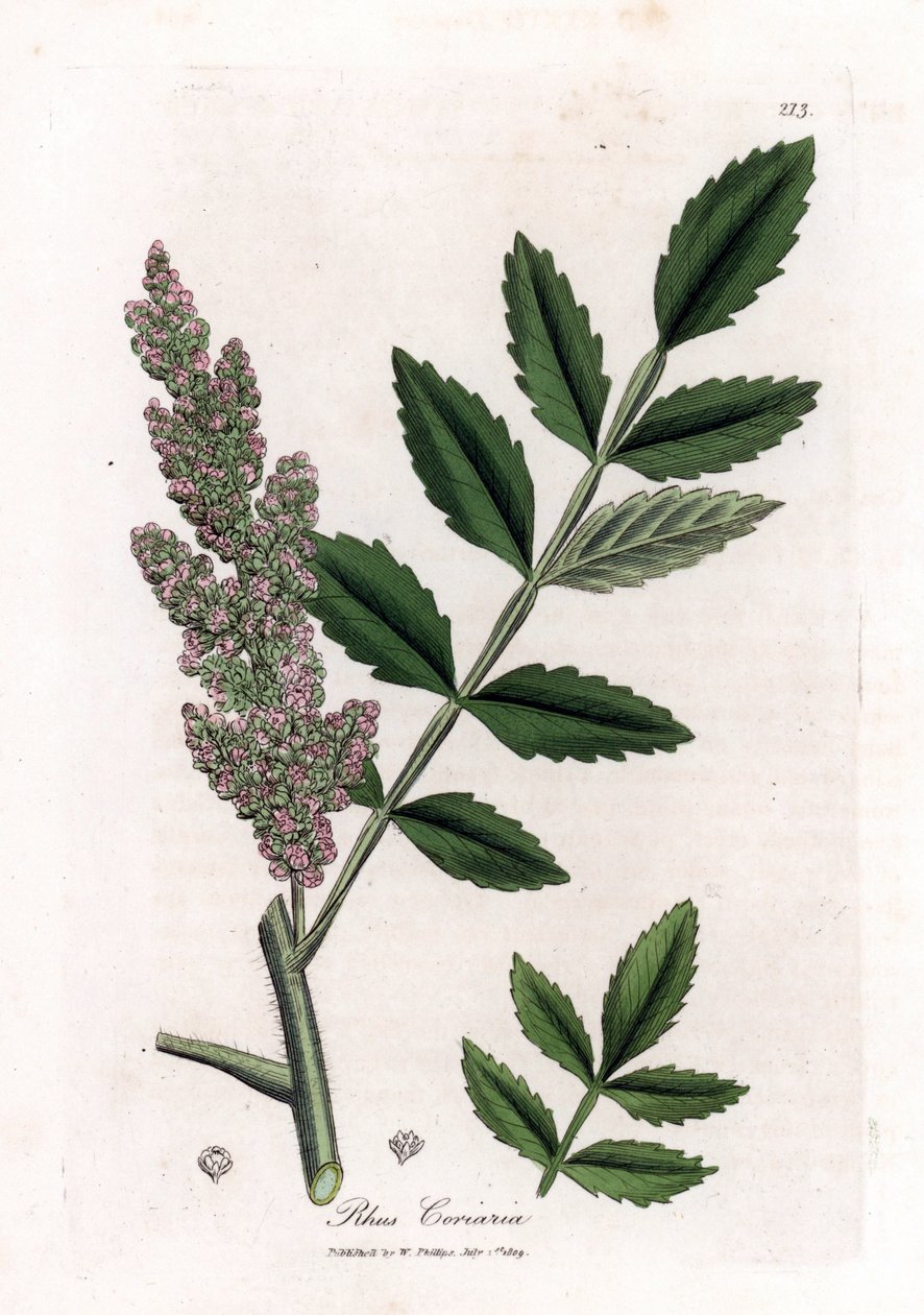 Corroyere ou sumac de corroyeurs ou viajantes - Elm-leleaved sumac, Rhus coriaria. Gravura em chapa de cobre colorida à mão a partir de uma ilustração botânica de James Sowerby de William Woodville e "Medical Botany" de Sir William Jackson Hooker, John Boh de James Sowerby