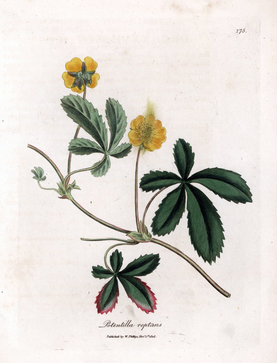 Cinquefoil rastejante ou quintefeuille - Cinquefoil comum, Potentilla reptans. Gravura em chapa de cobre colorida à mão a partir de uma ilustração botânica de James Sowerby de William Woodville e "Medical Botany" de Sir William Jackson Hooker, John Bohn, L de James Sowerby