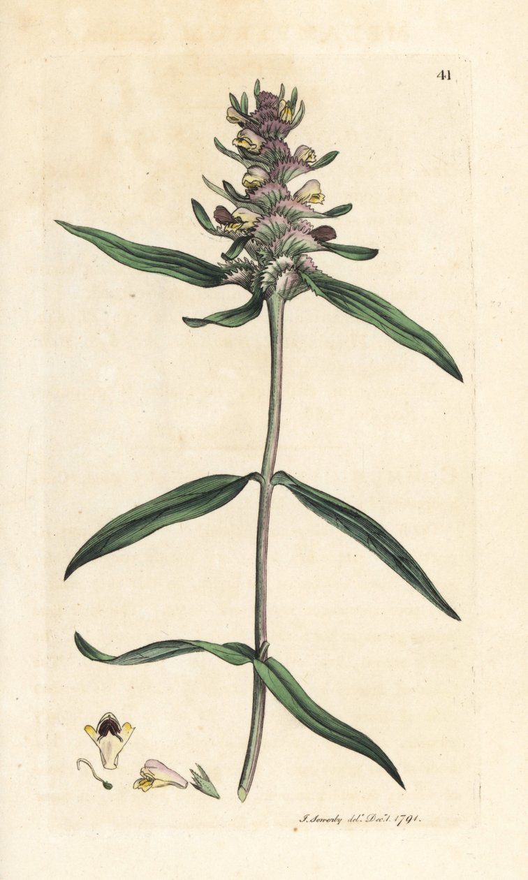 Trigo de vaca crescido, Melampyrum cristatum (Melampyre) Gravura em chapa de cobre colorida à mão depois de uma ilustração de James Sowerby da Botânica Inglesa de James Smith, Londres de James Sowerby
