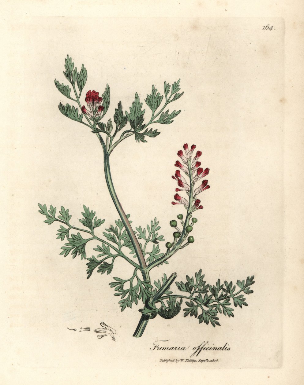 Fumaria Fumaria officinalis, fumeiro florido crimson de James Sowerby