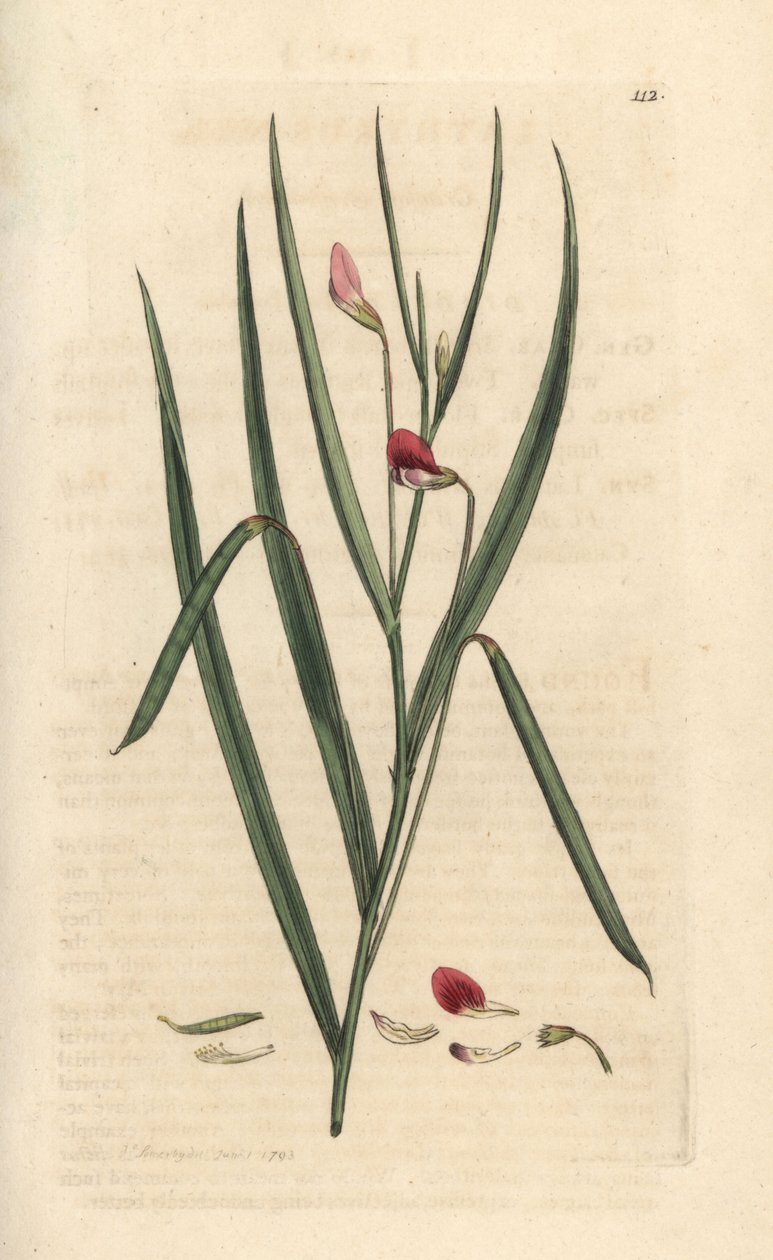 Crimson grassvetch, Lathyrus nissolia. Gravura em chapa de cobre colorida à mão depois de uma ilustração de James Sowerby, de James Smith