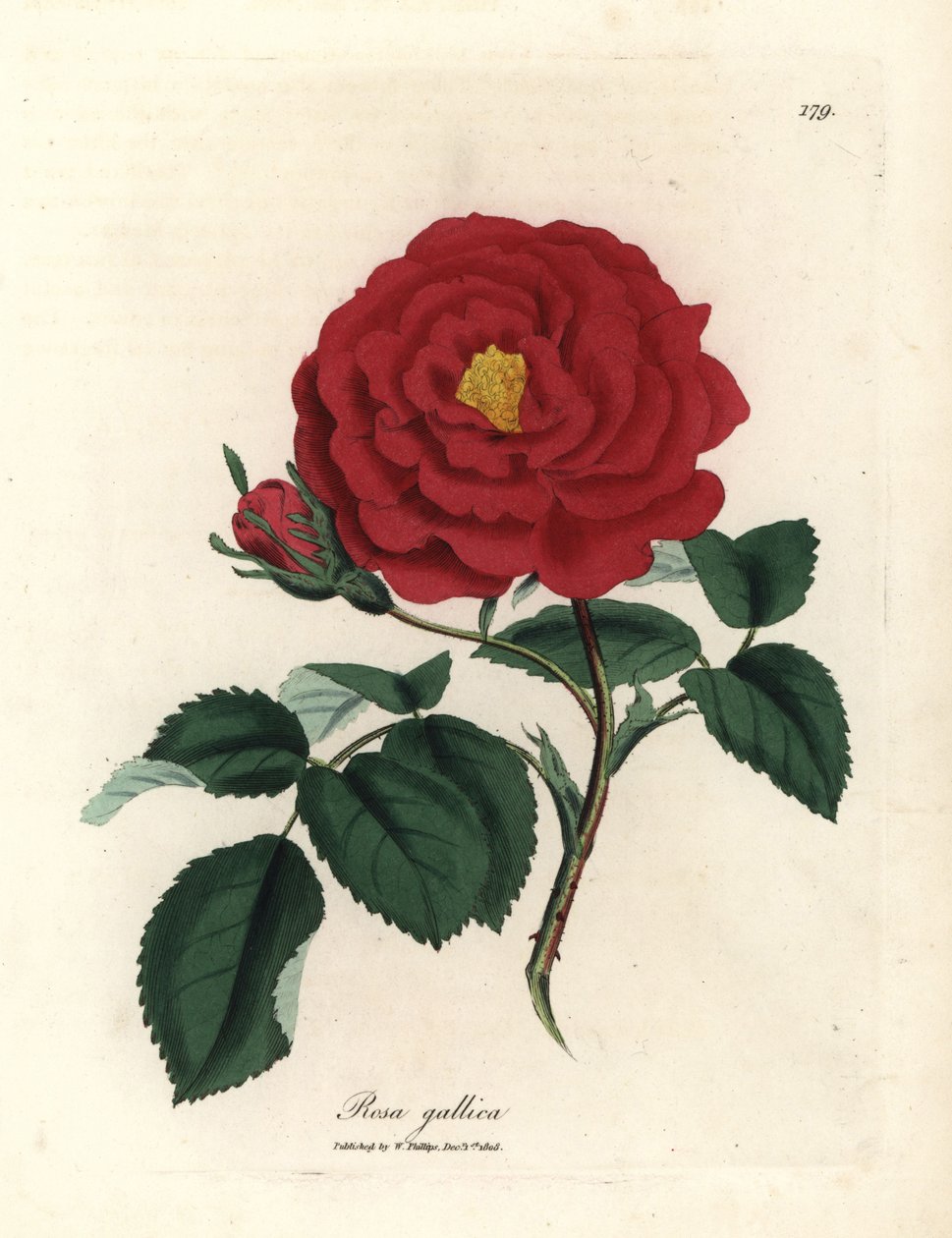 Rosa gallica, rosa carmesim oficial, Rosa gallica de James Sowerby