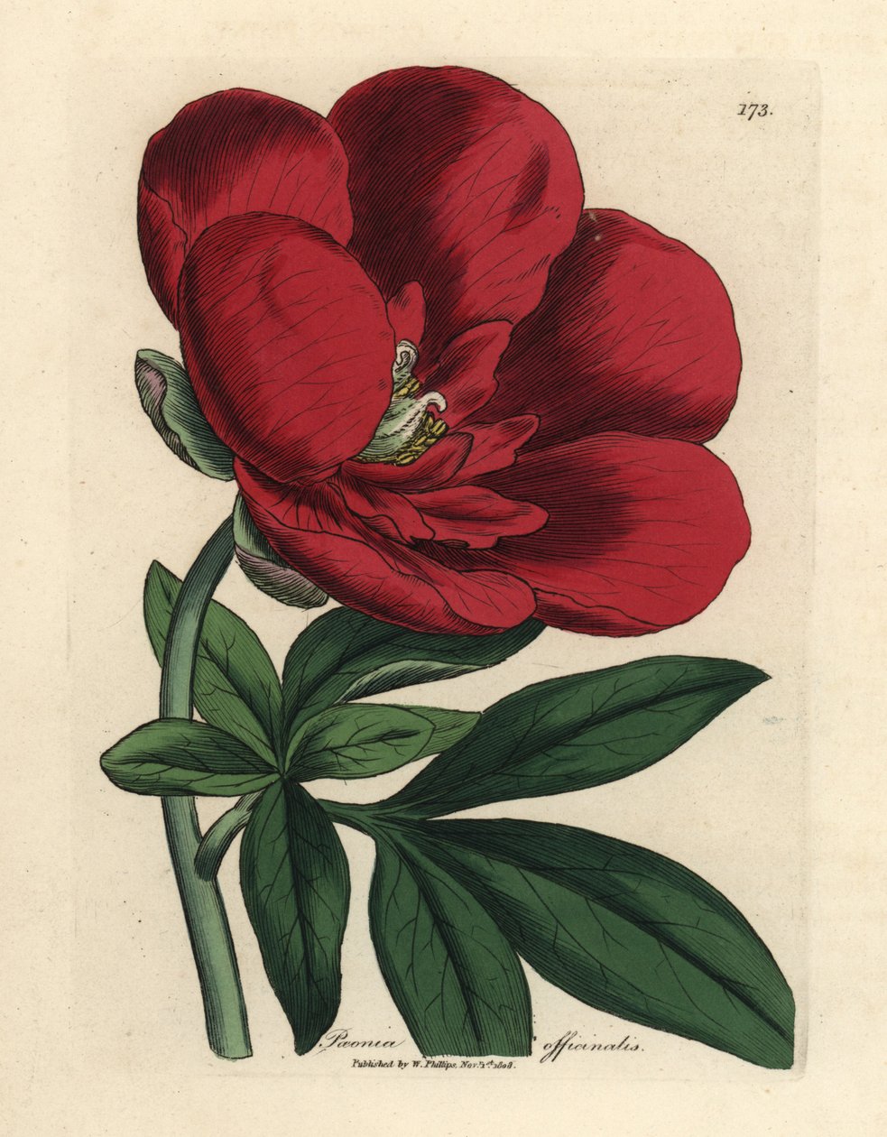 Crimson peony, Paeonia officinalis de James Sowerby