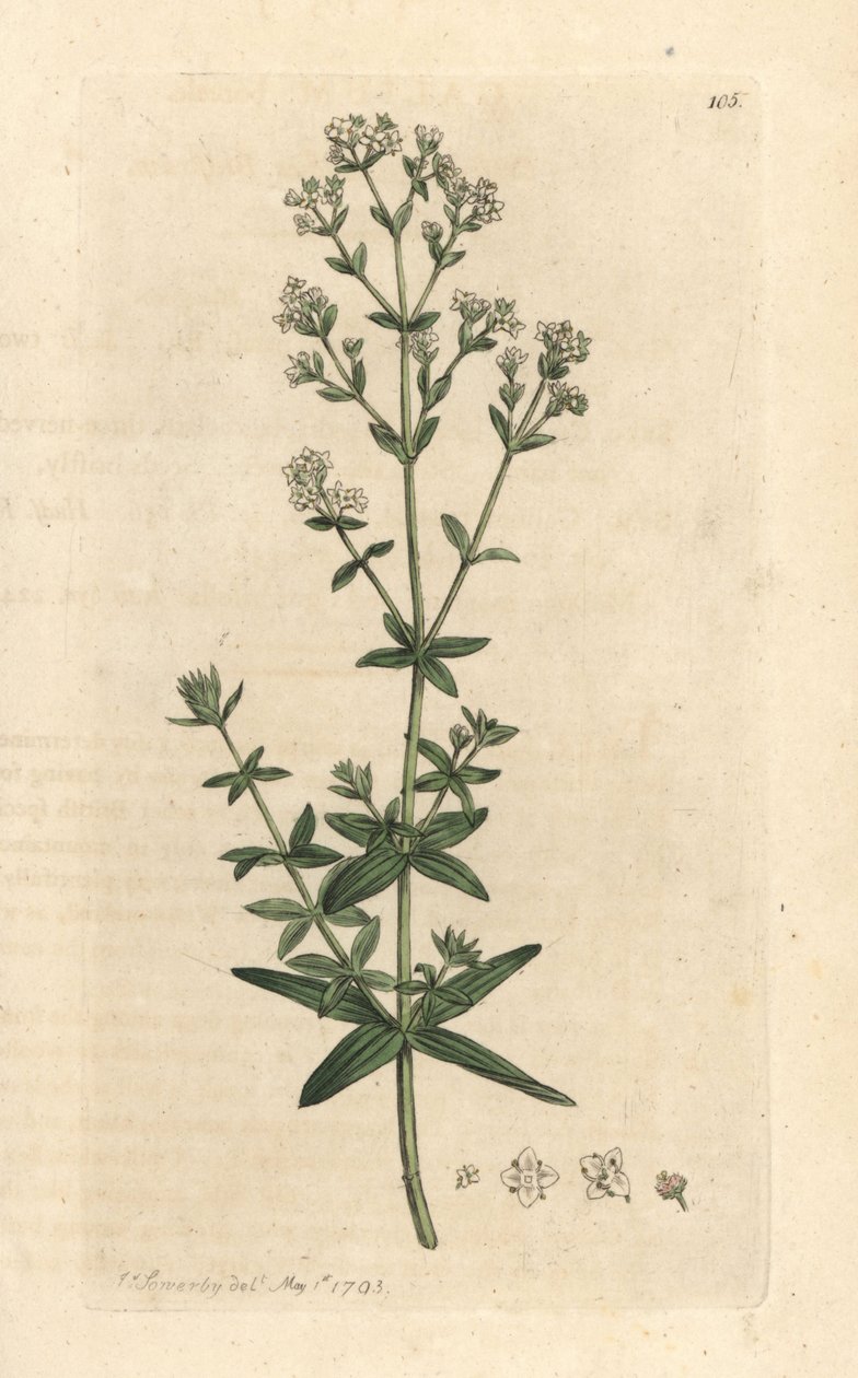 Cross-leaved ladies bedstraw, Galium boreale (gaillet boreal) Gravura em chapa de cobre colorida à mão depois de uma ilustração de James Sowerby da revista inglesa Botany de James Smith, Londres de James Sowerby